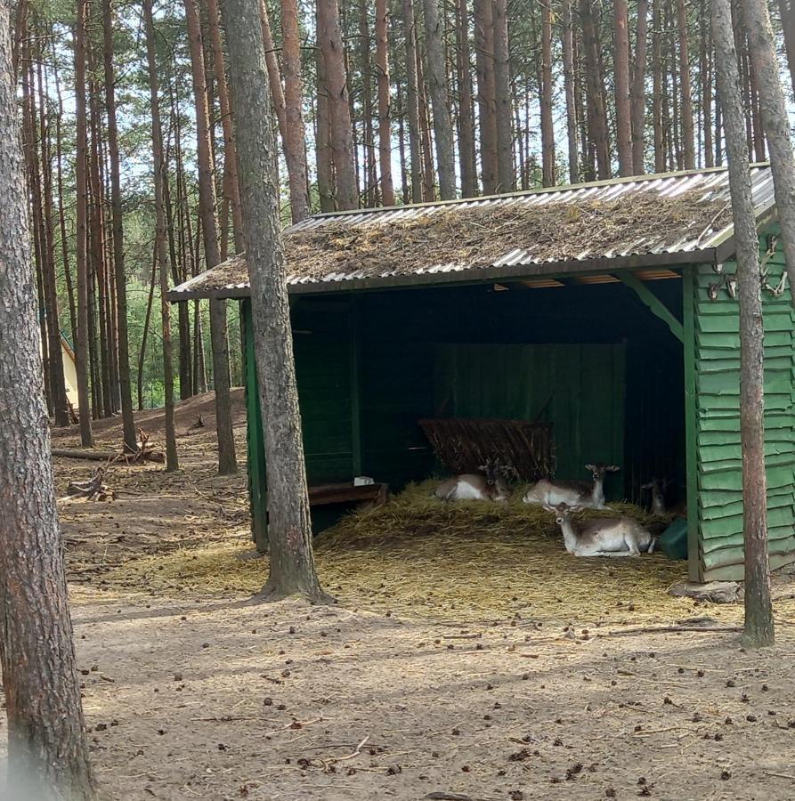 Dom Na Wczasowej Kaszuby Z Balia Z Jacuzzi I Sauna Golubie Extérieur photo